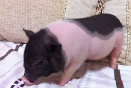 热门宠物种类有哪些？全球十大最受欢迎宠物排行榜