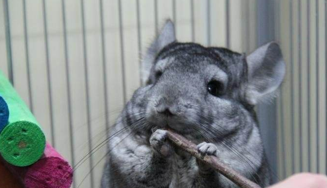 热门宠物种类有哪些？全球十大最受欢迎宠物排行榜