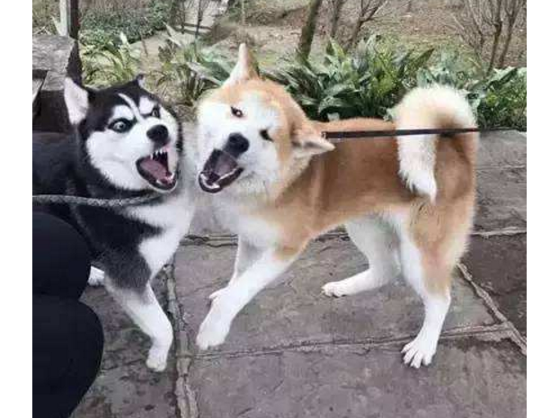 为什么养秋田犬的人少？16个不能养秋田的理由