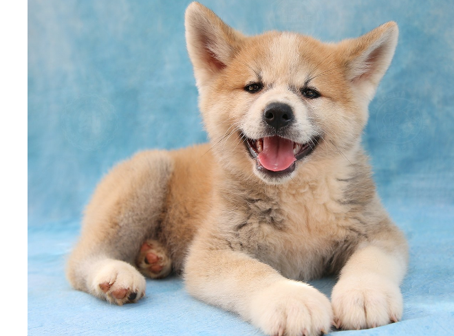 为什么养秋田犬的人少？16个不能养秋田的理由