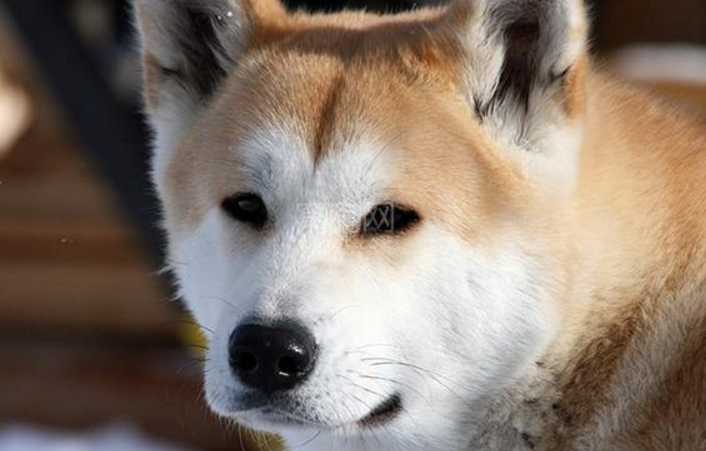 为什么养秋田犬的人少？16个不能养秋田的理由