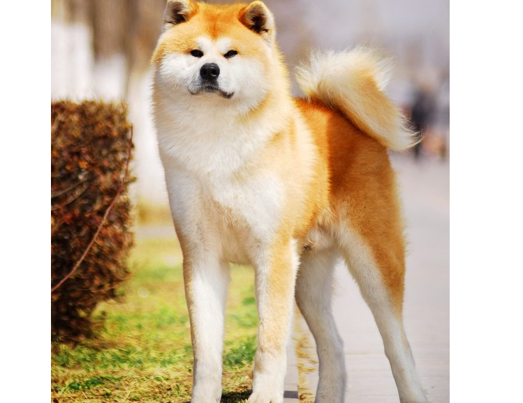 为什么养秋田犬的人少？16个不能养秋田的理由