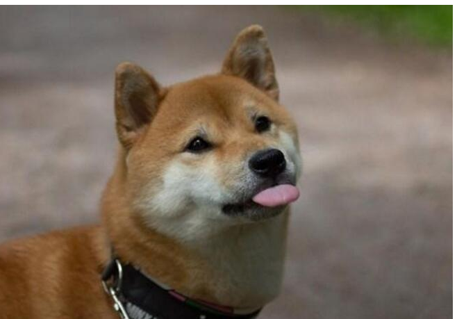 为什么养秋田犬的人少？16个不能养秋田的理由