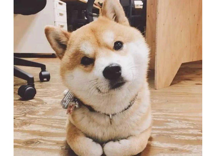 为什么养秋田犬的人少？16个不能养秋田的理由