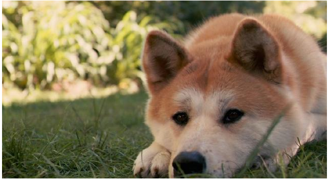 为什么养秋田犬的人少？16个不能养秋田的理由