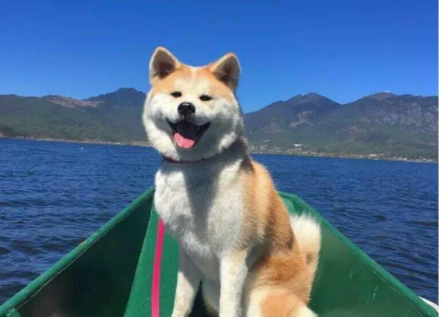 为什么养秋田犬的人少？16个不能养秋田的理由