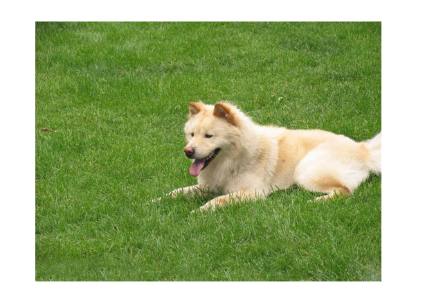 为什么养秋田犬的人少？16个不能养秋田的理由