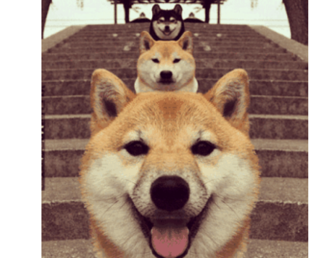 为什么养秋田犬的人少？16个不能养秋田的理由