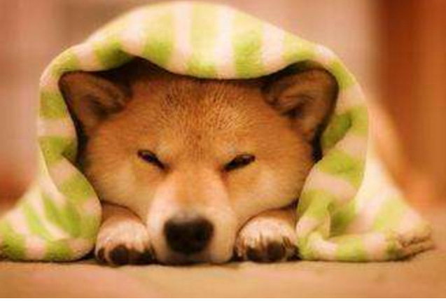 为什么养秋田犬的人少？16个不能养秋田的理由