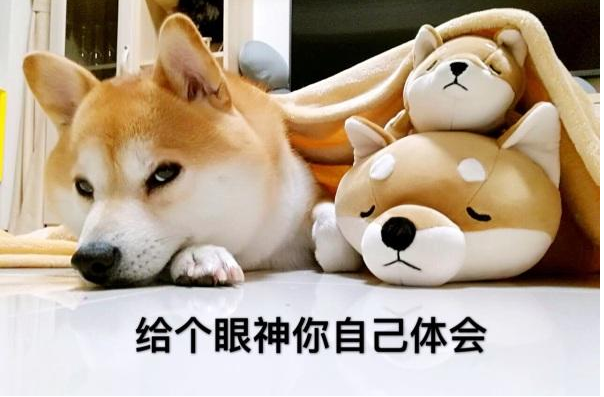 为什么养秋田犬的人少？16个不能养秋田的理由