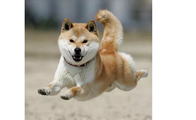 为什么养秋田犬的人少？16个不能养秋田的理由