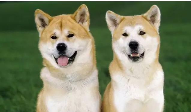 为什么养秋田犬的人少？16个不能养秋田的理由