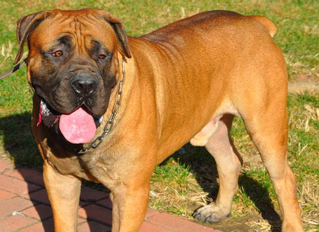 世界禁养猛犬有哪些？盘点全球十大禁犬排行榜