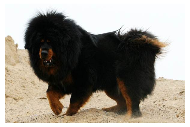 世界禁养猛犬有哪些？盘点全球十大禁犬排行榜