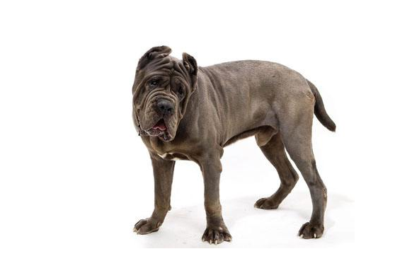 世界禁养猛犬有哪些？盘点全球十大禁犬排行榜