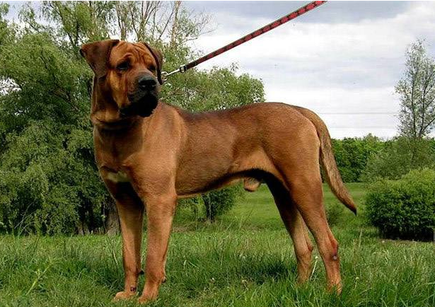 世界禁养猛犬有哪些？盘点全球十大禁犬排行榜