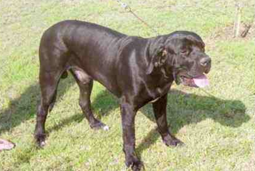 世界禁养猛犬有哪些？盘点全球十大禁犬排行榜