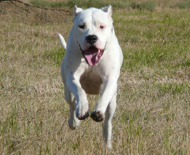 世界禁养猛犬有哪些？盘点全球十大禁犬排行榜