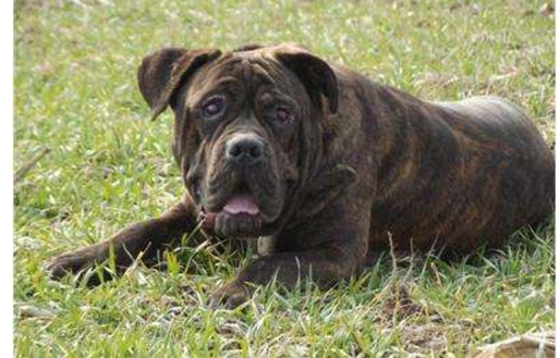 世界禁养猛犬有哪些？盘点全球十大禁犬排行榜