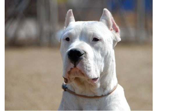 世界十大斗犬排名第一最强悍凶猛看着都怕  