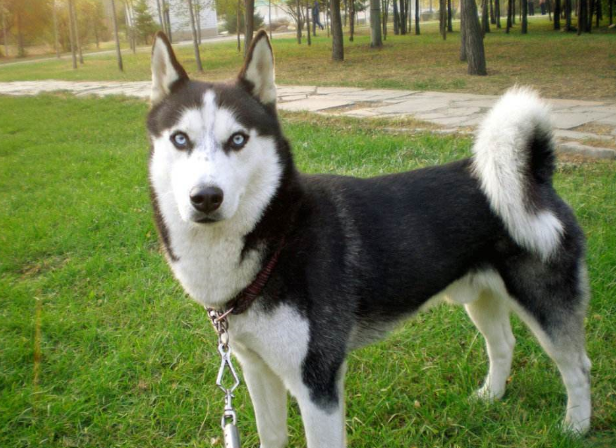 世界三大傻狗 最受欢迎的宠物狗傻得可爱