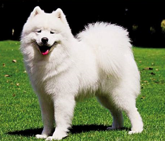 世界三大傻狗 最受欢迎的宠物狗傻得可爱