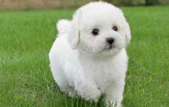 比熊犬的智商和性格简介 比熊智商排名第几名 