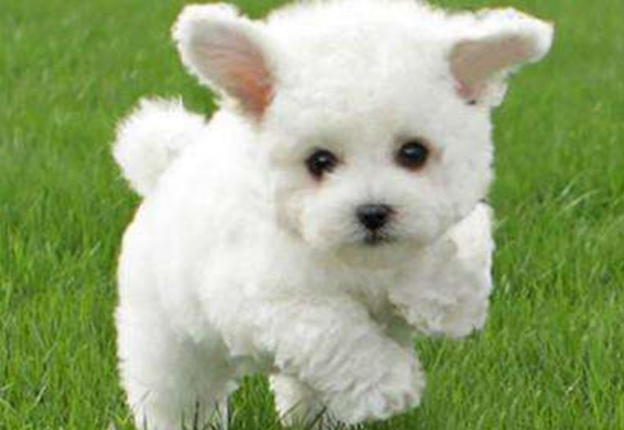 比熊犬的智商和性格简介 比熊智商排名第几名 