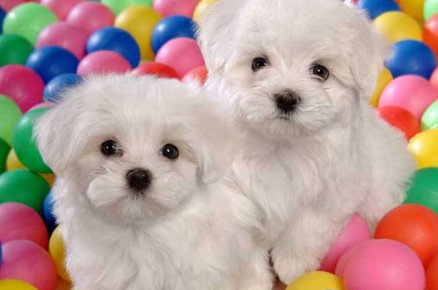 比熊犬的智商和性格简介 比熊智商排名第几名 