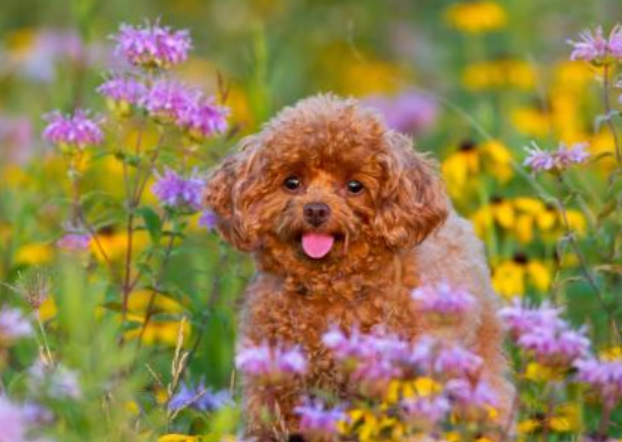 什么狗狗最聪明？狗的智商排名大全（附图片）