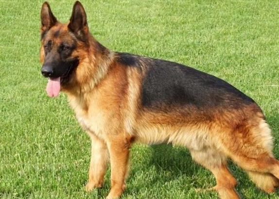 什么狗狗最聪明？狗的智商排名大全（附图片）