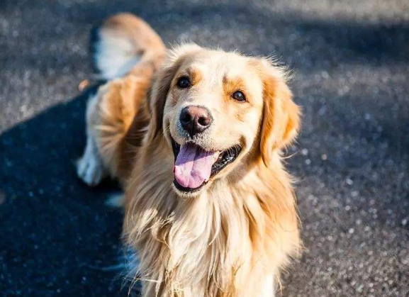 什么狗狗最聪明？狗的智商排名大全（附图片）