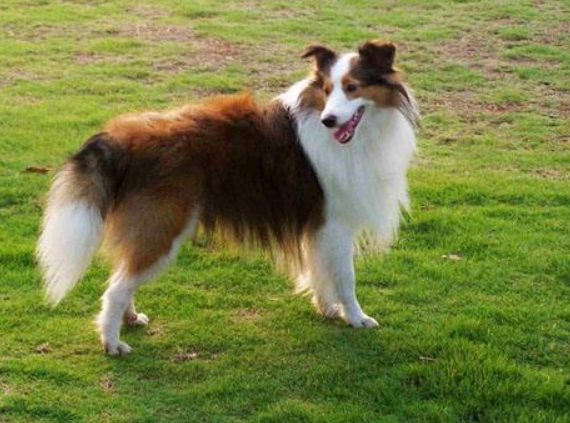 什么狗狗最聪明？狗的智商排名大全（附图片）