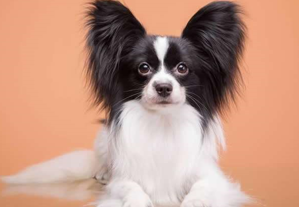 什么狗狗最聪明？狗的智商排名大全（附图片）