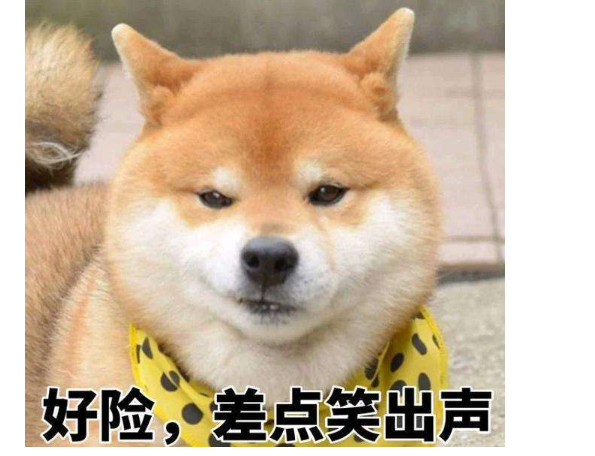 柴犬智商排名 柴犬智商排名第几