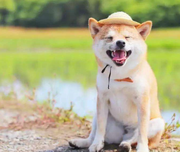 柴犬智商排名 柴犬智商排名第几