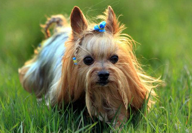 盘点约克夏智商排名 约克夏简介（附图片）