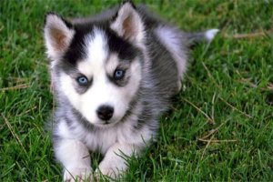 狗中三精与狗里的拆家四天王排名，人称狗中三傻四疯