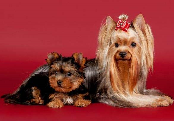 约克夏智商排名：27(最受欢迎品种之一)