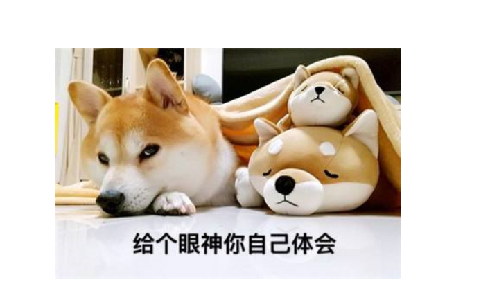 柴犬智商排名 柴犬智商排名第几