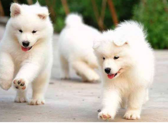 什么品种的狗不忠诚？世界上最不忠诚的狗排名