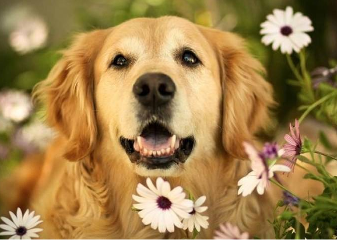 十大温顺犬排行榜，最受欢迎的家养宠物狗