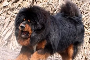 世界上最凶猛的犬种排名