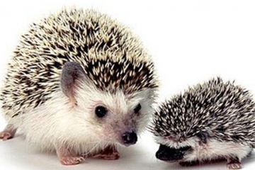 适合家养的十种小型宠物，刺猬/豚鼠你更喜欢哪一个?