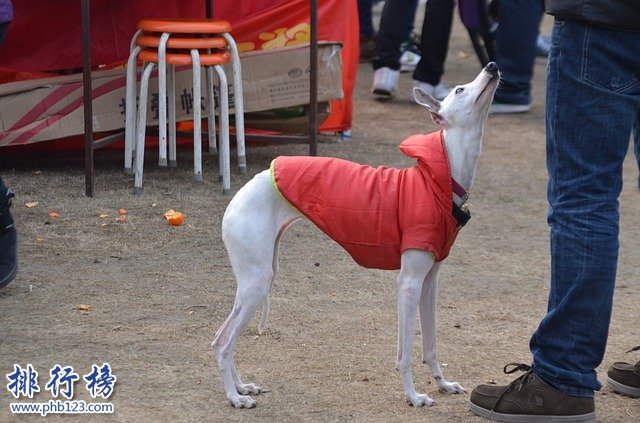 最怕冷的十种狗排名：你家的狗在吗?赶紧加衣服