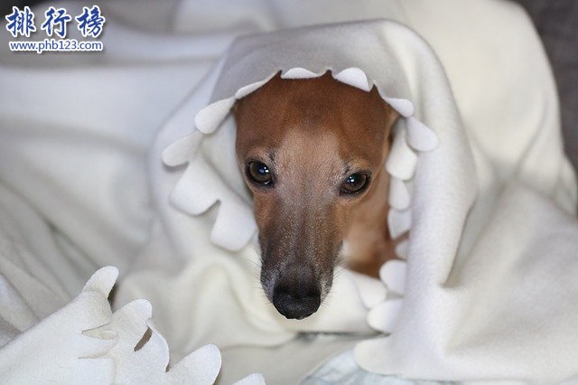 最怕冷的十种狗排名：你家的狗在吗?赶紧加衣服