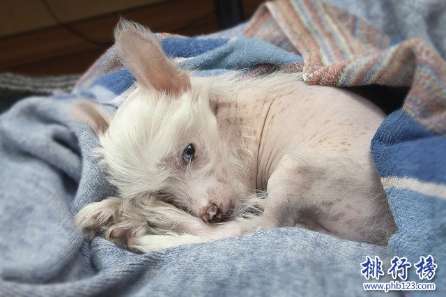 最怕冷的十种狗排名：你家的狗在吗?赶紧加衣服