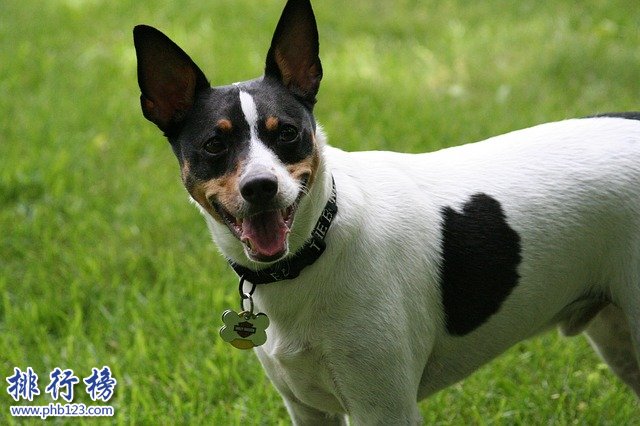 最怕冷的十种狗排名：你家的狗在吗?赶紧加衣服