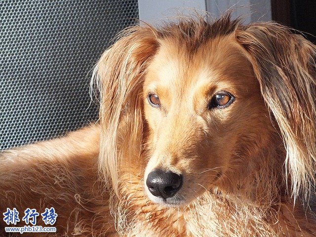 最怕冷的十种狗排名：你家的狗在吗?赶紧加衣服