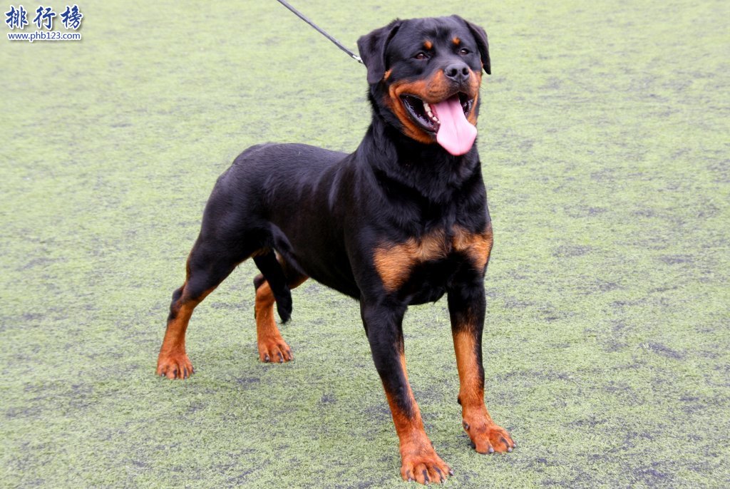 十大忠诚的狗排名:保护主人意识最强,养它们没错!